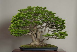 Três Coroas sediará Mostra de Orquídeas, Bonsai e Suiseki