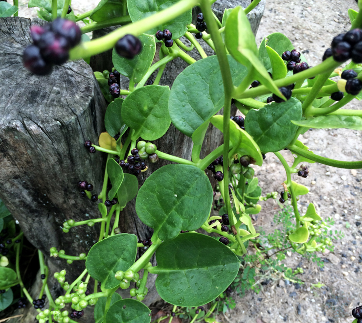 Oficina e trilha em Taquara abordarão plantas alimentícias não convencionais