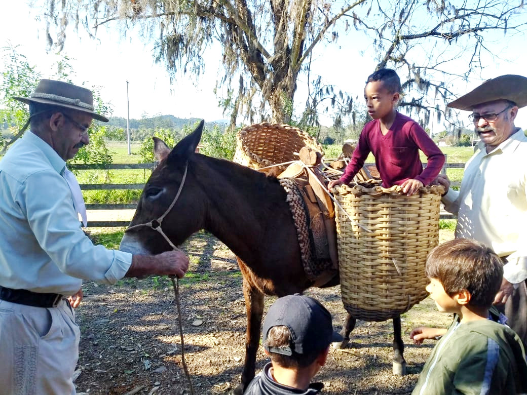 Projeto “O cavalo dorme em pé ou deitado” é promovido por alunos do Colégio Theóphilo Sauer