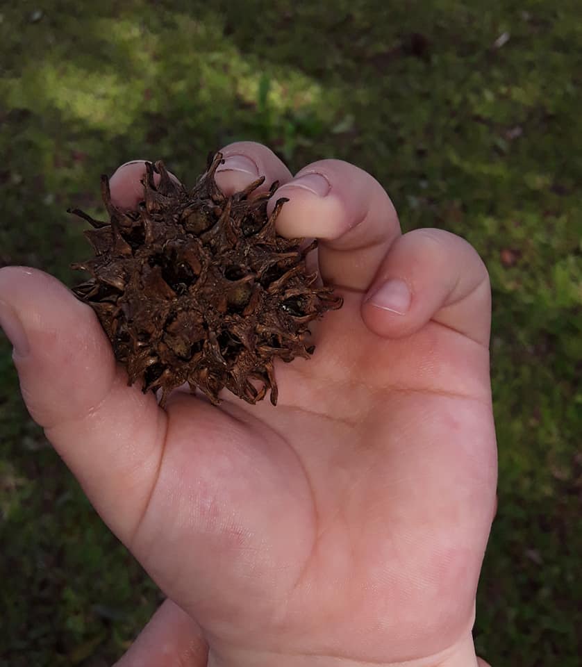 Escola Theno José Berlitz de Parobé lança projeto de Caixas da Natureza