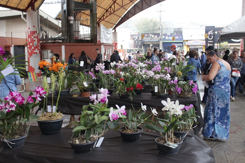 Parobé realizou exposição de orquídeas, cactos e bonsais