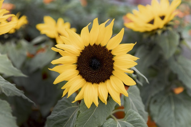 Tradicionalistas da 22ª RT mobilizam comunidade pela Semana da Paz