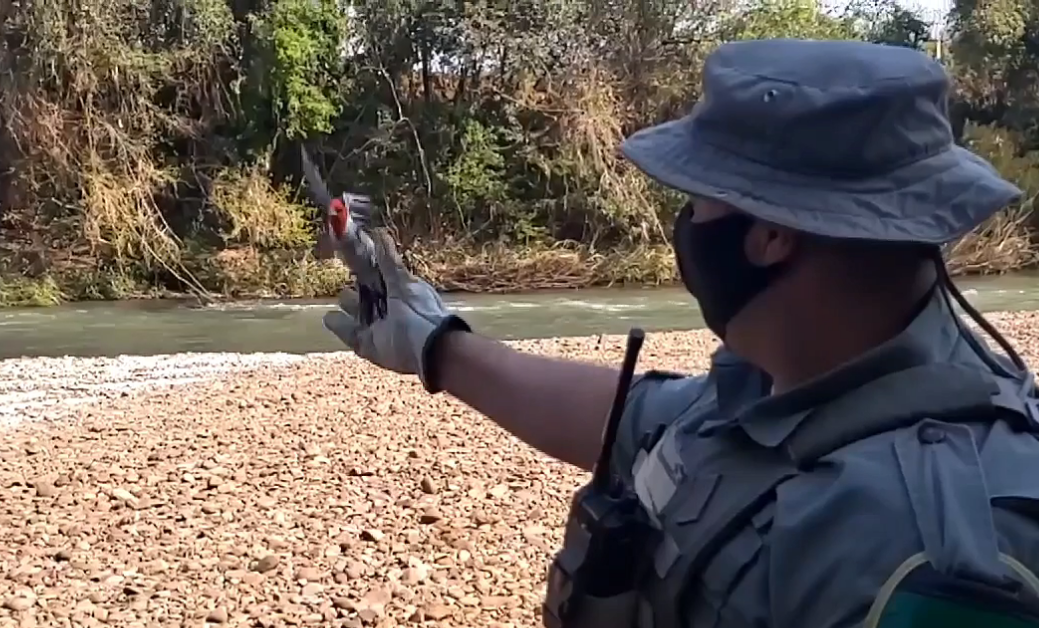 Polícia Ambiental realiza fiscalização e liberta aves mantidas em cativeiro nas cidades de Parobé e Rolante