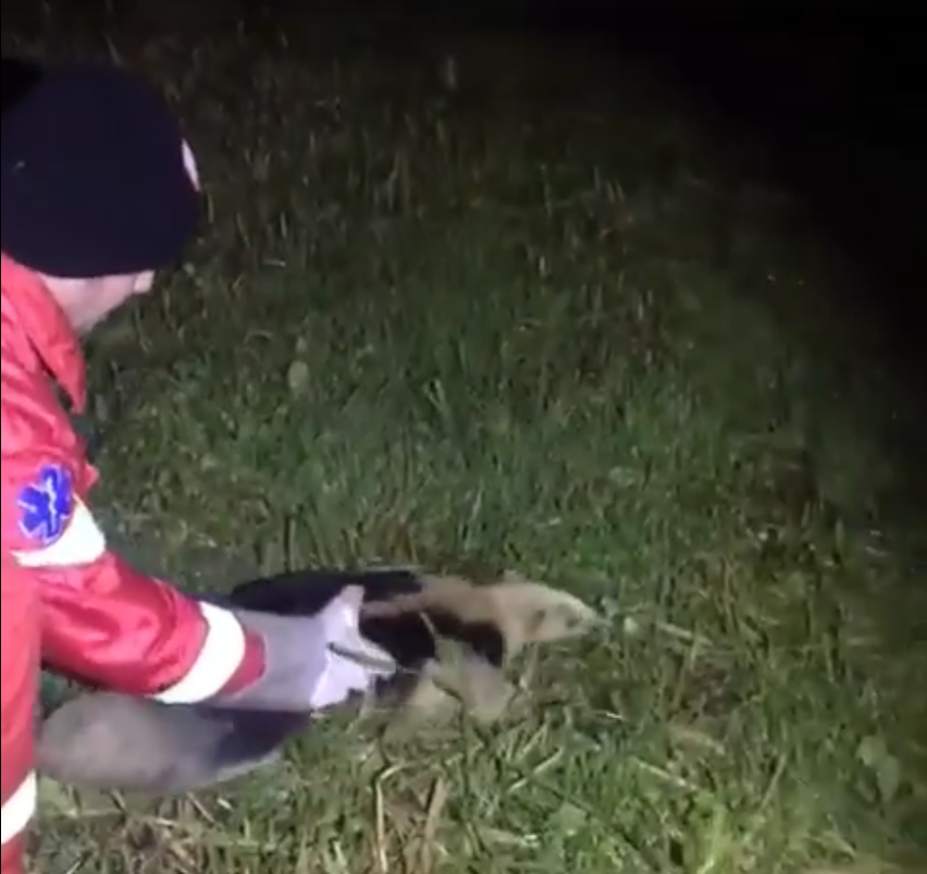 Tamanduá é encontrado em banheiro de estabelecimento comercial em Igrejinha