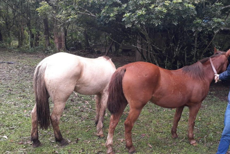 BM de Gravataí prende suspeito e recupera cavalos de raça furtados em Taquara
