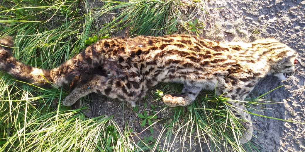 Jaguatirica é encontrada morta à beira da ERS-239 em Taquara