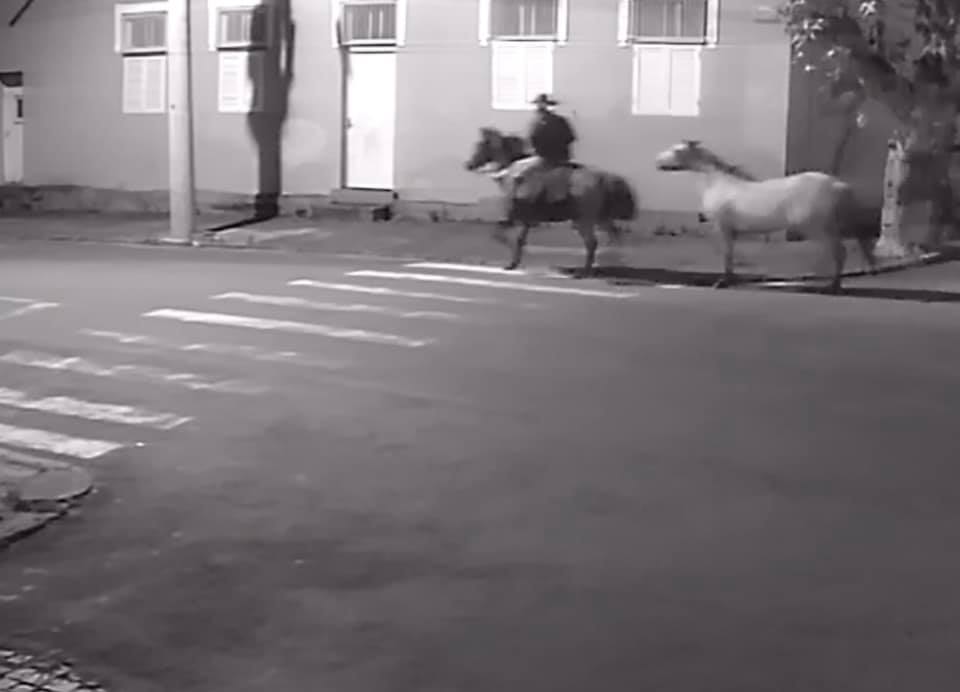 Imagens mostram furto de cavalos de raça crioula em Taquara