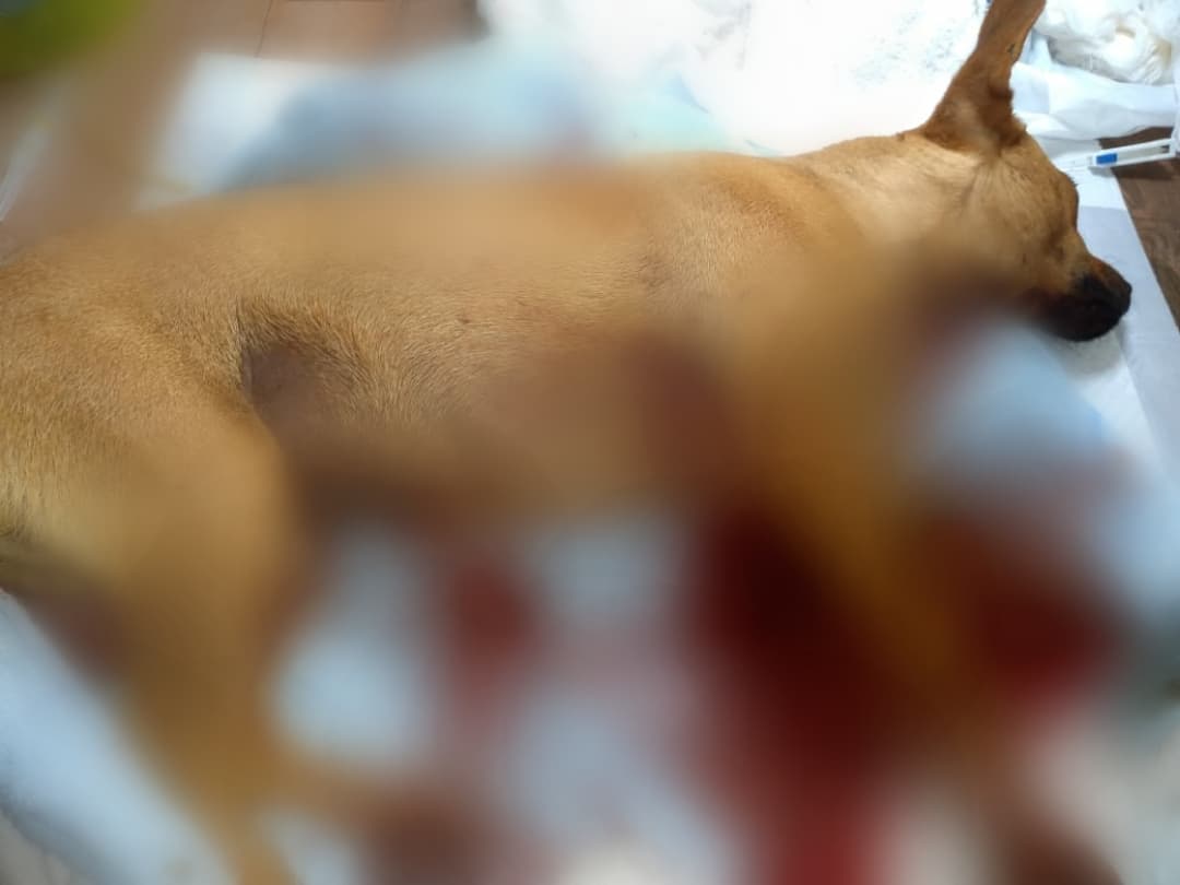 Crueldade: indivíduo é preso em flagrante após esfaquear cachorro em Três Coroas