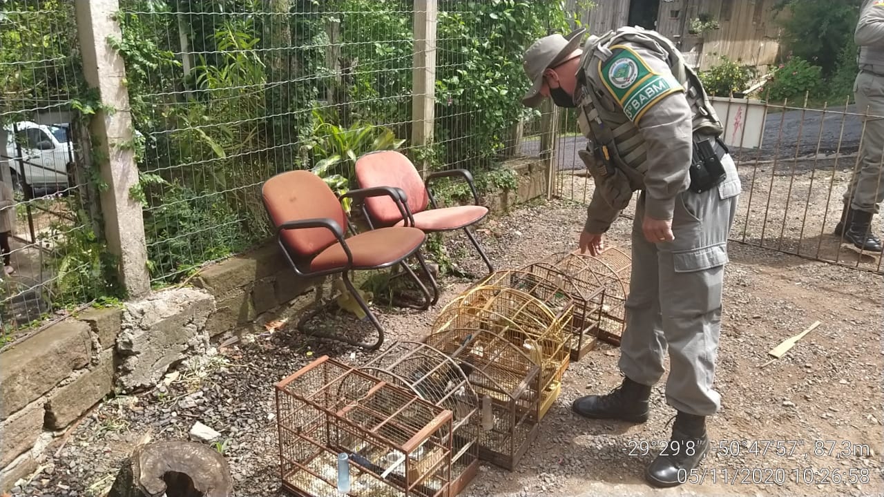 Polícia Ambiental apreende 33 aves silvestres em situação irregular em Três Coroas