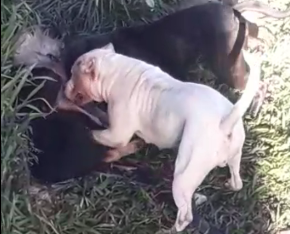 Comando Ambiental atende denuncia após cães Pitbull matarem cão Border collie em Parobé