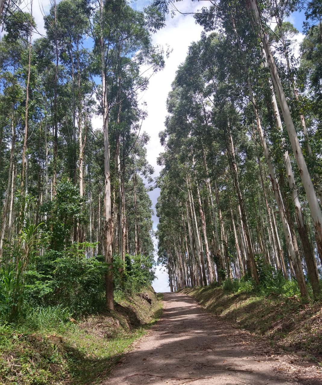 Turismo da Faccat apresenta Planejamento de Sistema de Trilhas: Caminhos do Paranhana