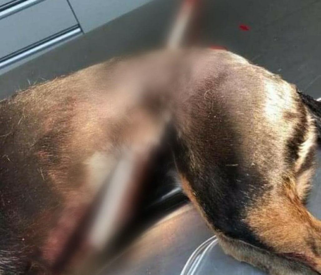 Cãozinho se assusta com fogos, tenta fugir e tem abdômen perfurado por barra de ferro em Três Coroas