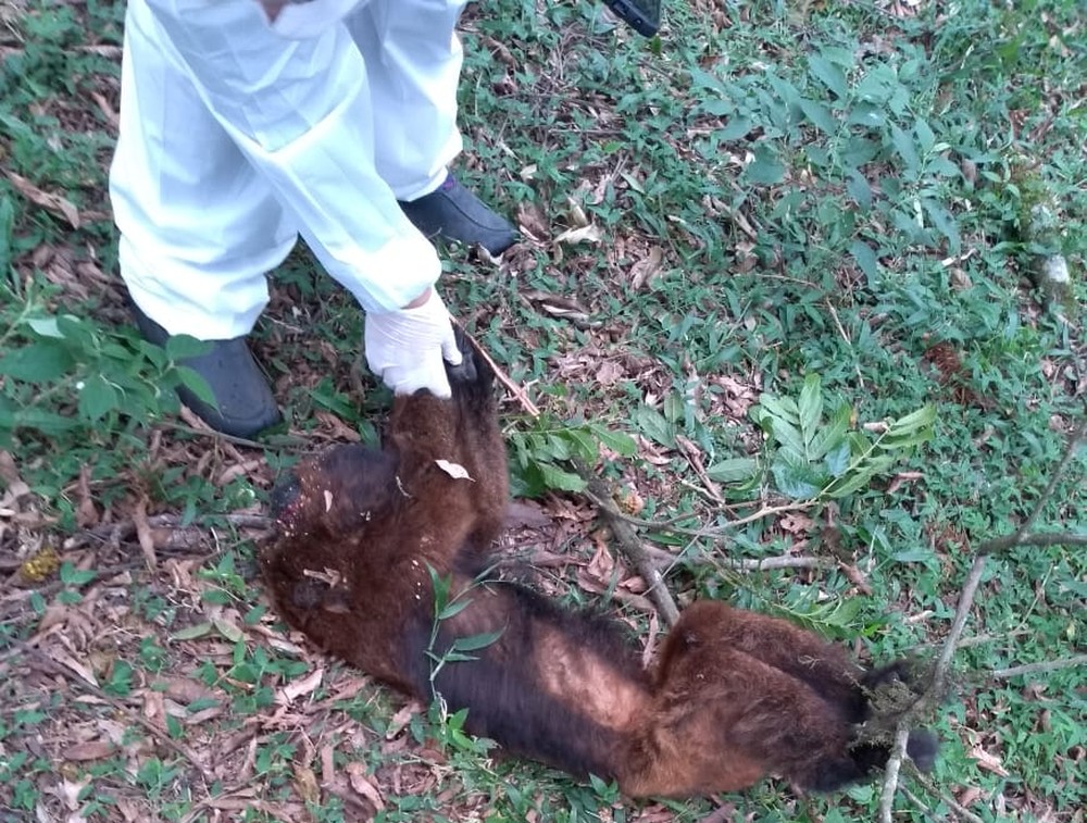Sscretaria Estadual de Saúde intensifica ações de vacinação contra a febre amarela em Rolante, Riozinho e outras cidades