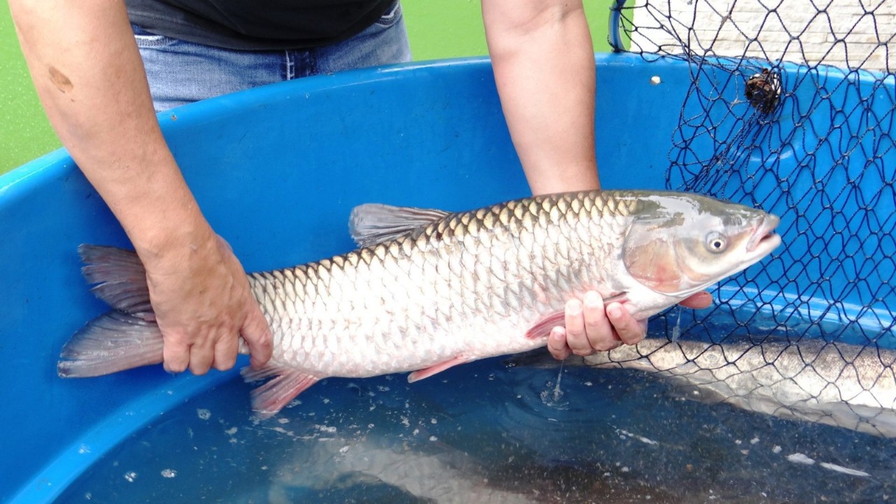 Prefeitura de Rolante anuncia o cancelamento da Feira do Peixe 2021