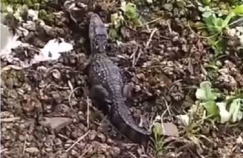 Filhote de jacaré é encontrado vivo em Taquara