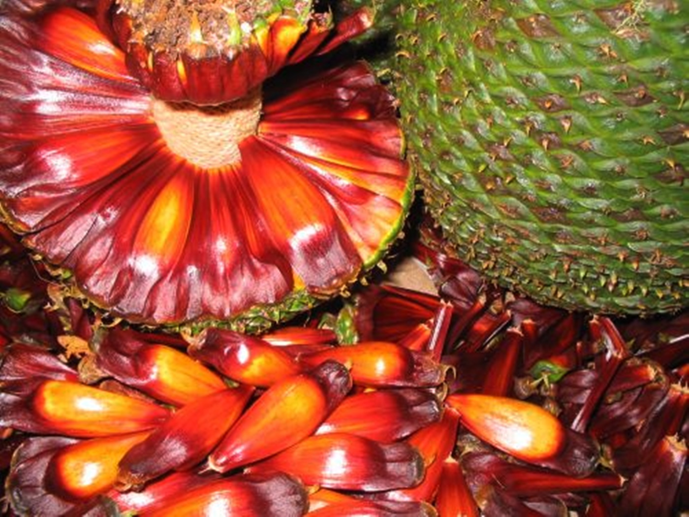 Comando Ambiental da Brigada Militar de Taquara explica a importância de colher o pinhão no período correto