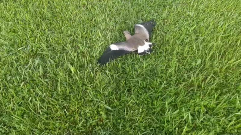 Departamento de Meio Ambiente de Rolante investiga morte de quero-queros no campo do Farroupilha