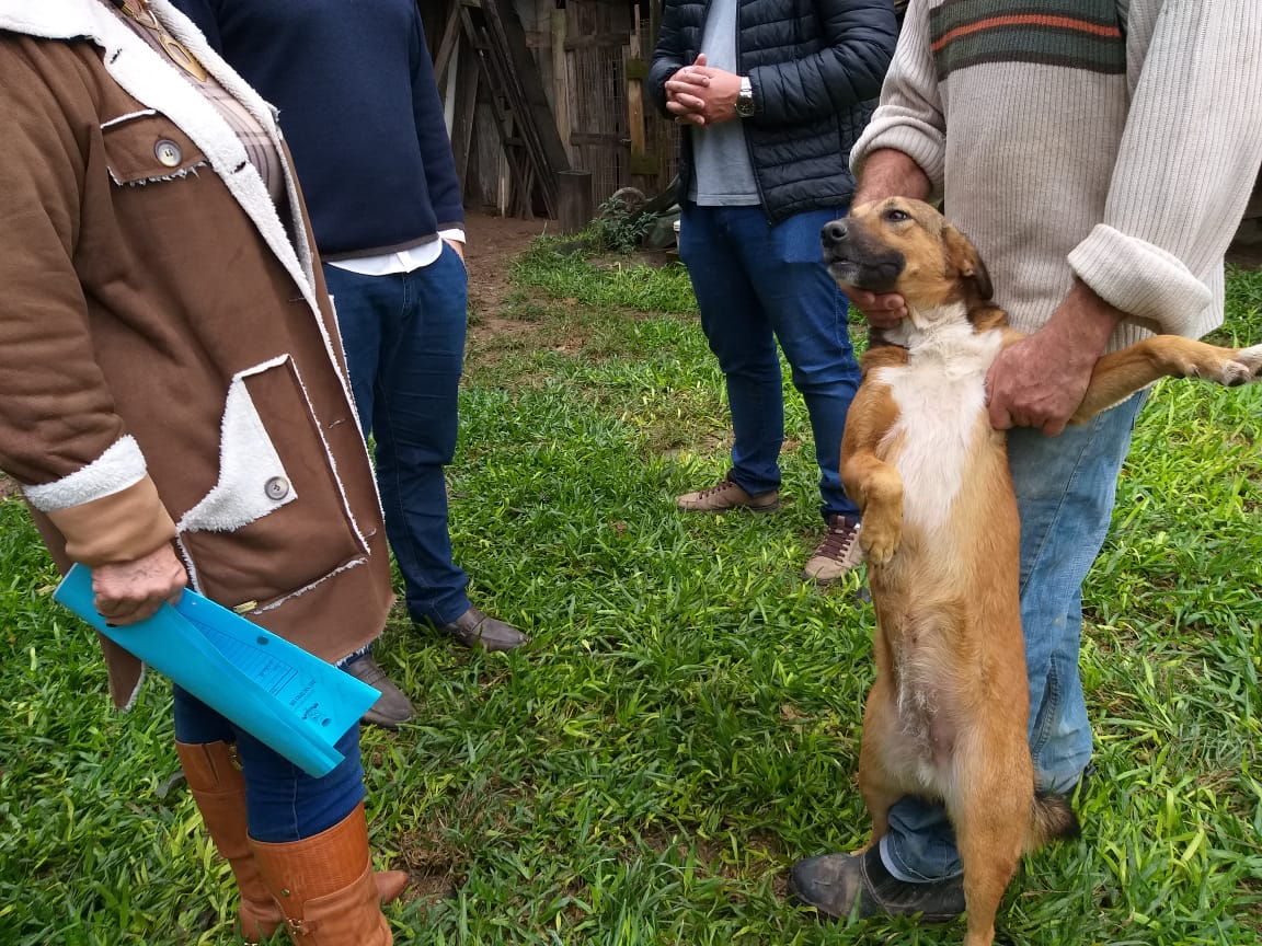 Prefeitura de Taquara irá castrar animais da ONG VidAnimal