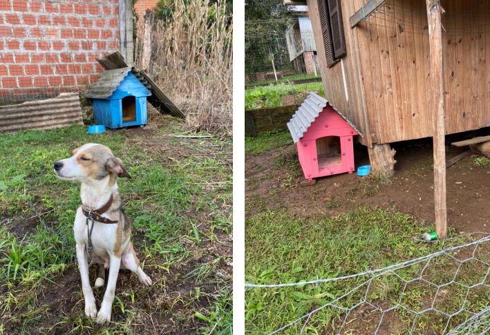 Igrejinha: cães devolvidos à proprietária após maus-tratos serão acompanhados pela Secretaria de Meio Ambiente