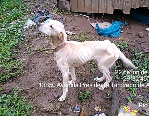 Mulher é detida por maus-tratos aos animais em Igrejinha