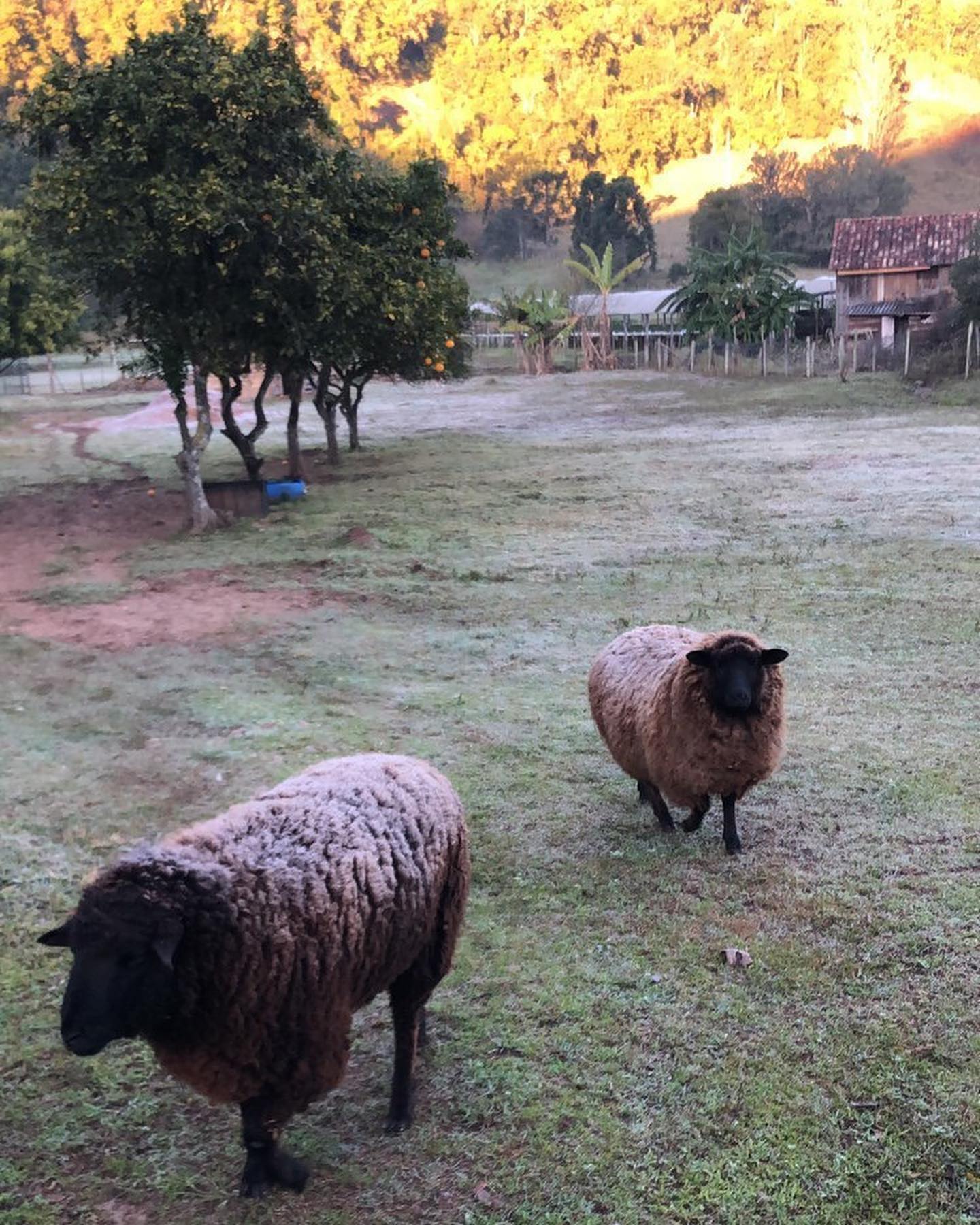 Taquara teve dois dias com registro de 0ºC ao amanhecer