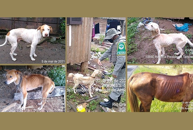 Como prefeituras resolvem questões envolvendo abandono e maus-tratos de animais no Vale do Paranhana