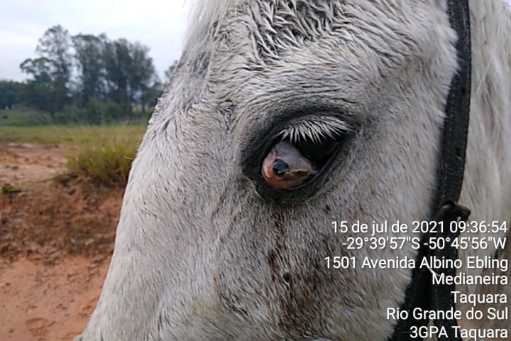 Apreensão de égua vítima de maus-tratos retoma debate em torno do atendimento a animais em Taquara