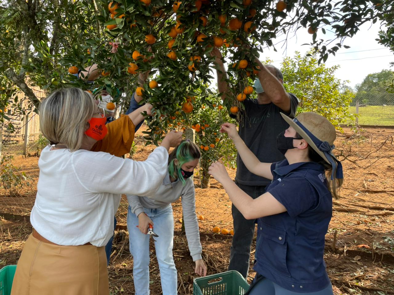 Produtores rurais de Taquara doam mais de 800 quilos de bergamotas e laranjas às famílias carentes do município
