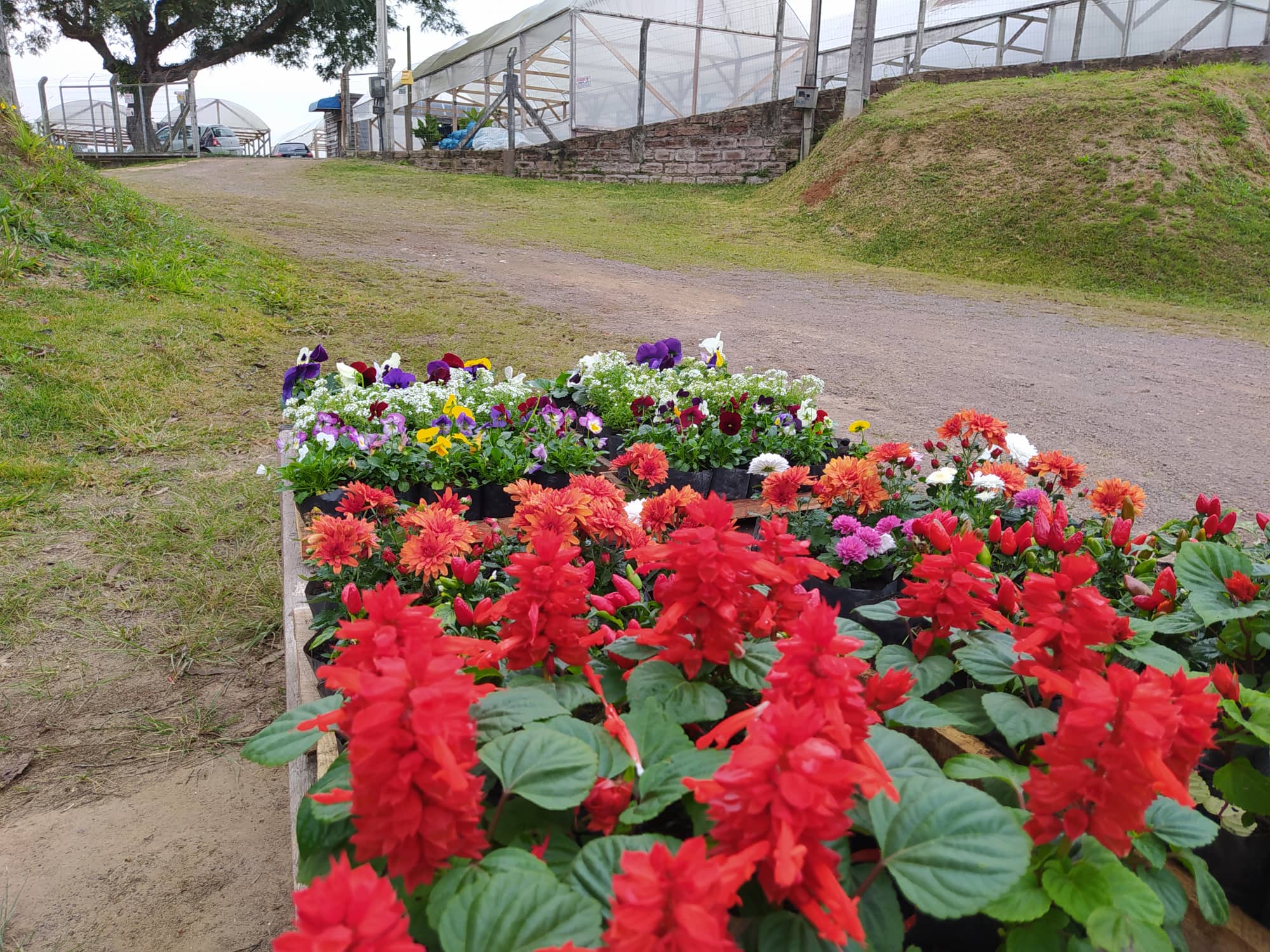 Adoção: um ato de amor e carinho que pode mudar uma vida