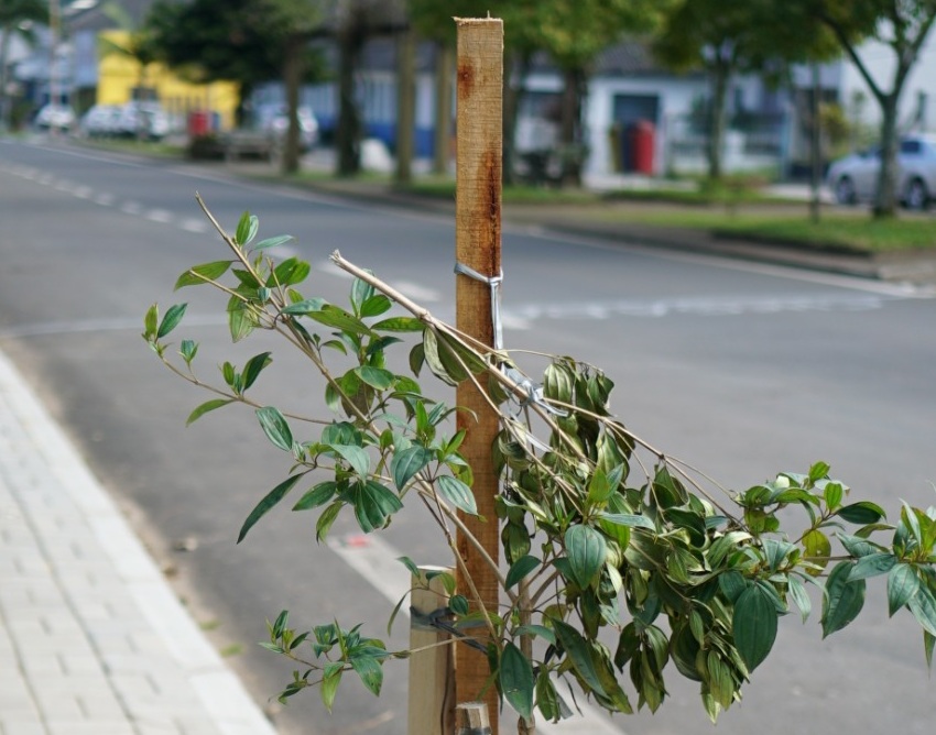 Vândalos quebram diversas árvores recém plantadas em Riozinho