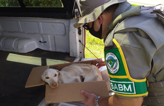 Homem é preso por maus-tratos a animais em Taquara