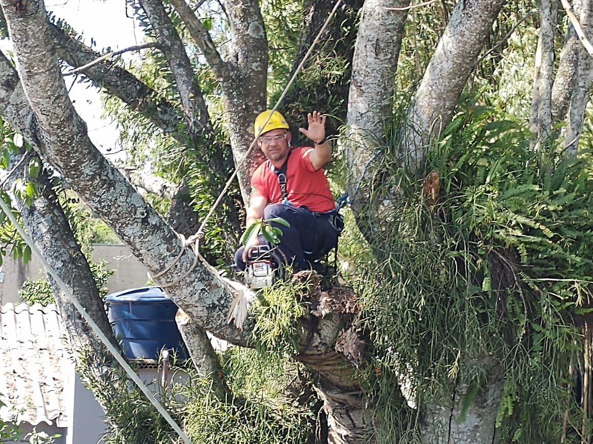 Corpo de Bombeiros é acionado para retirar galhos de árvore 'gigante', de cima de uma casa, em Taquara