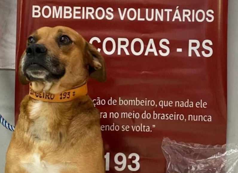 Cãozinho resgatado após maus-tratos é o mais novo “contratado” dos Bombeiros Voluntários de Três Coroas
