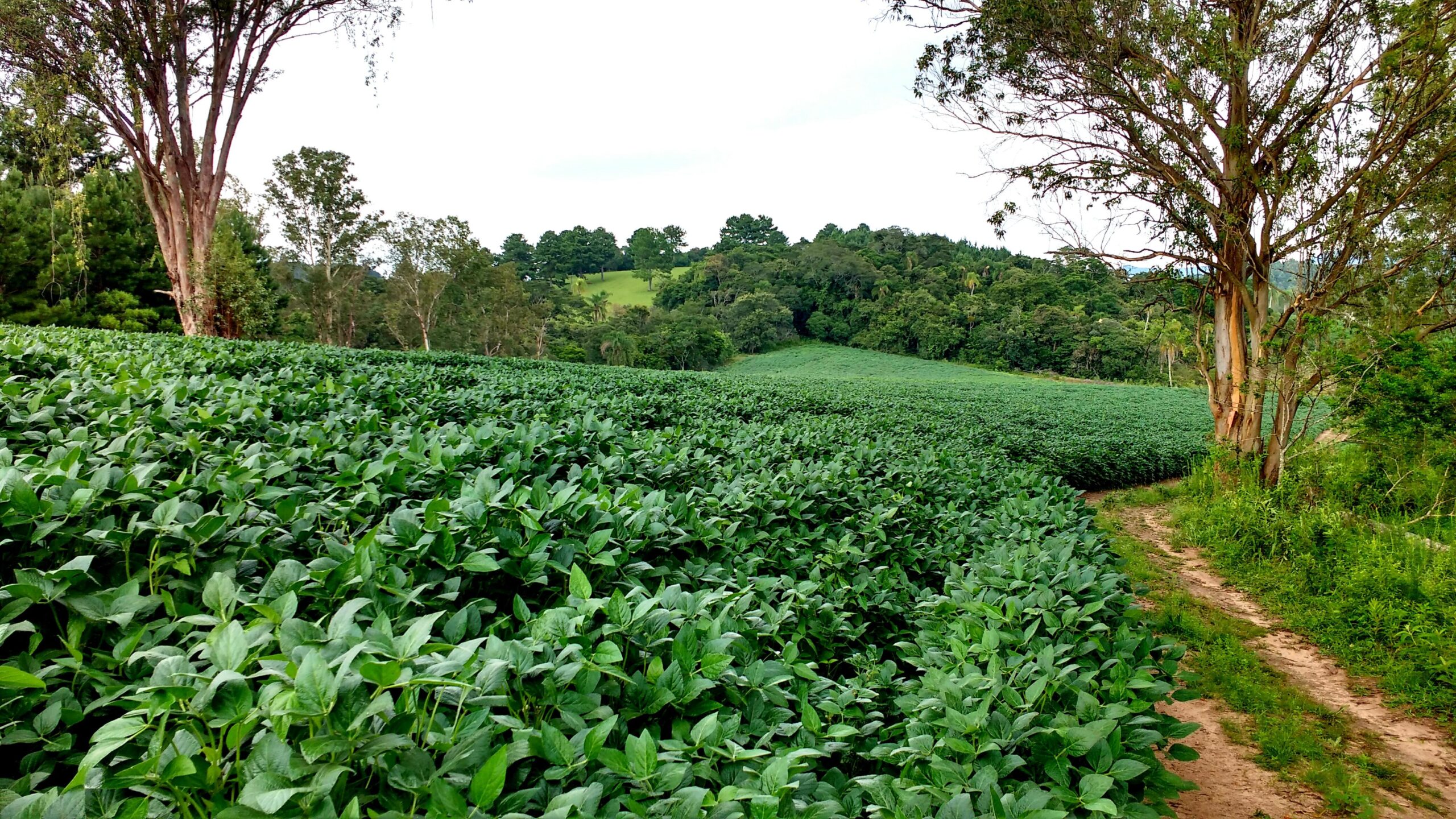 Defesa Civil de Taquara alerta para o risco de estiagem nos próximos meses