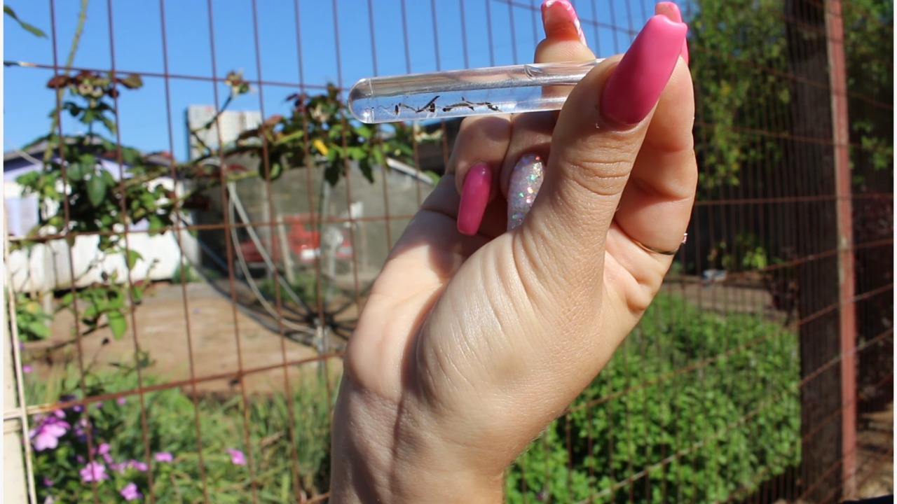 Vigilância em Saúde Ambiental de Parobé realiza pesquisa de foco do Aedes aegypti no Município