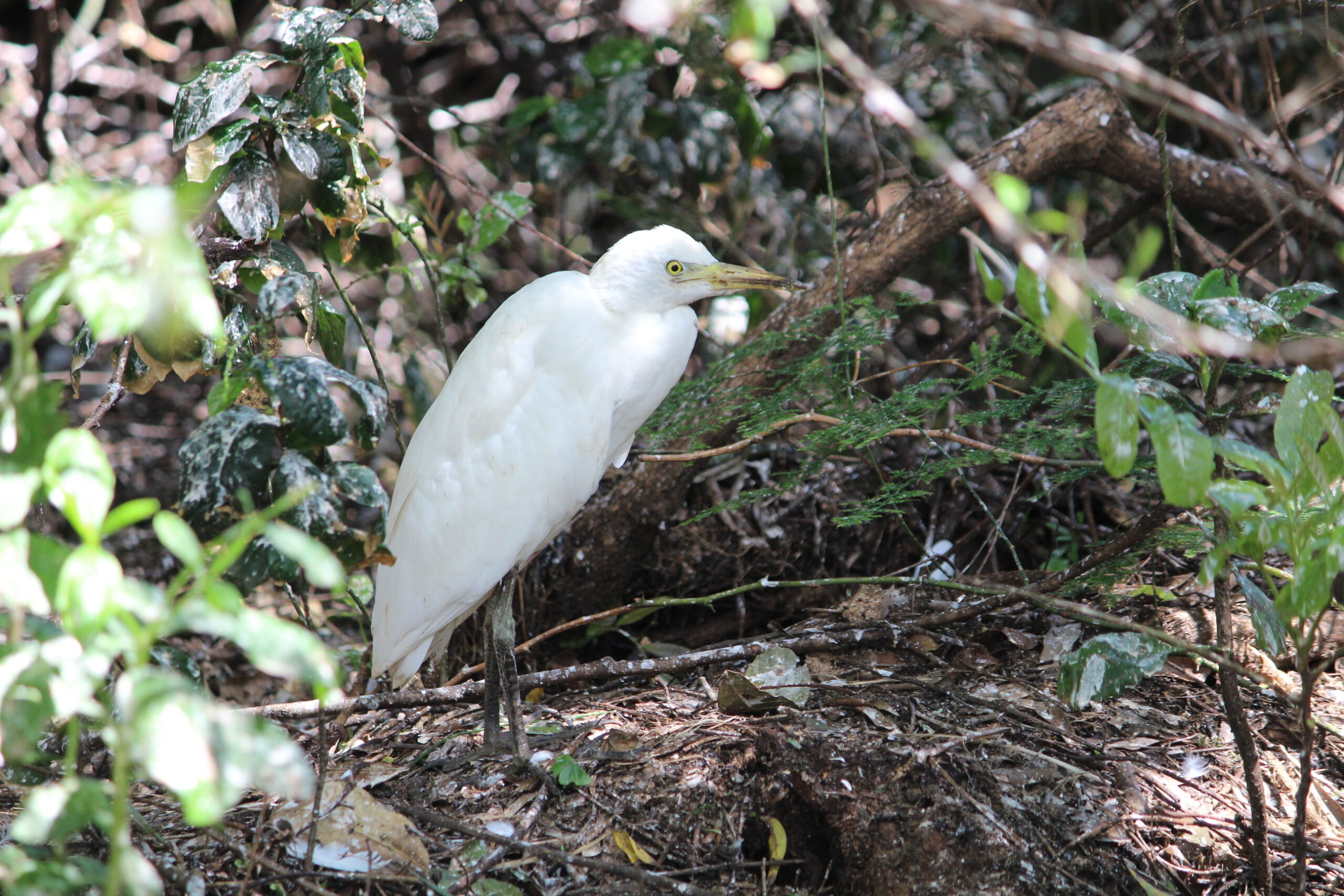 Garças serão novamente afugentadas das margens do Rio Paranhana em Três Coroas