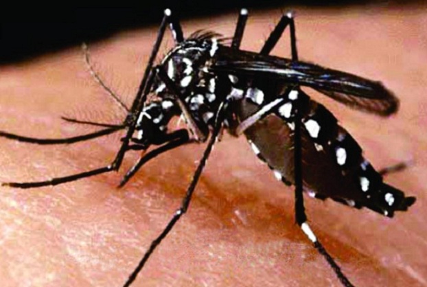 Prefeitura de Rolante divulga alerta sobre aumento no número de casos suspeitos da dengue no Vale do Paranhana