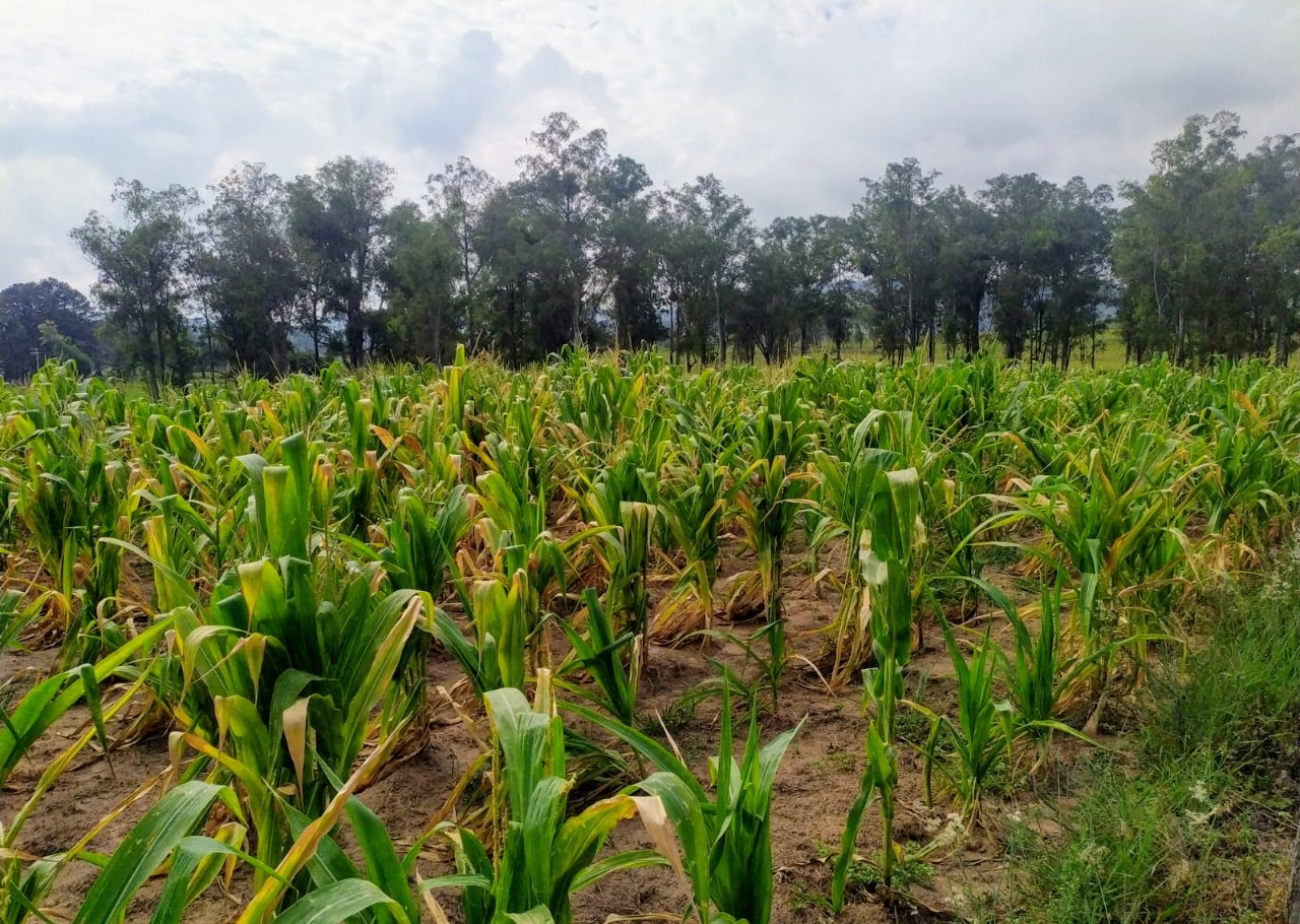 Situação de emergência em Taquara em razão da estiagem é reconhecida pelo Governo Federal