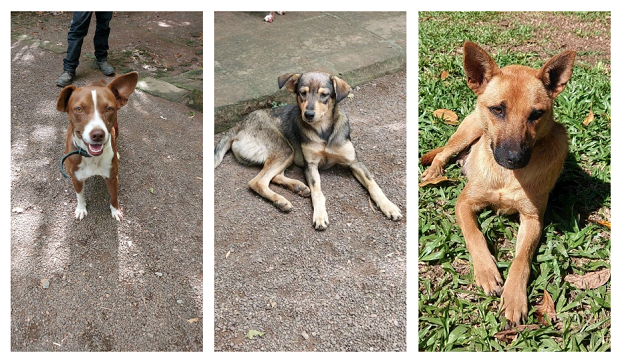 Prefeitura de Parobé promove Feira de Adoção de Animais na Praça 1º de Maio