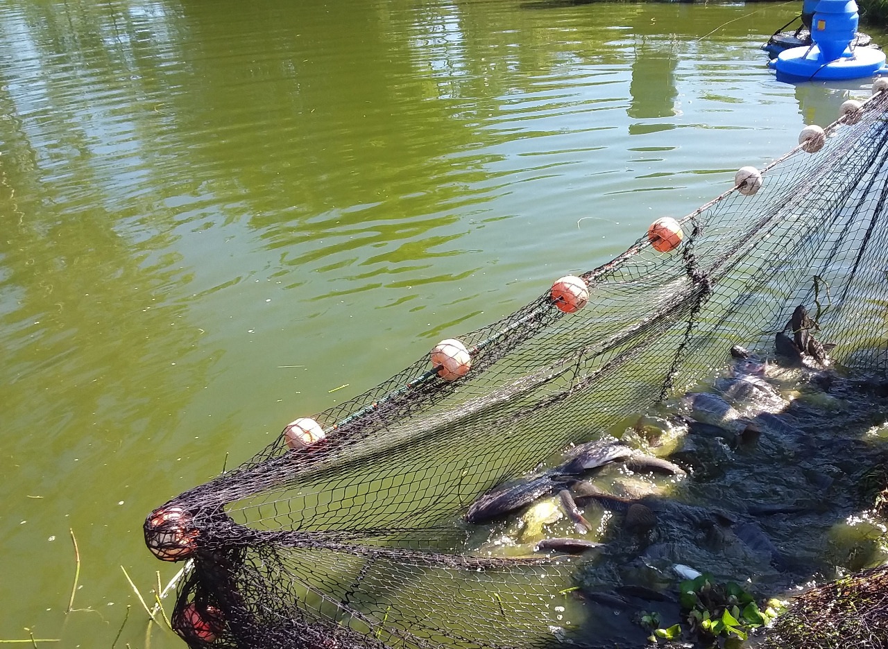 Venda de peixes para a Semana Santa será feita nas propriedades dos produtores em Parobé