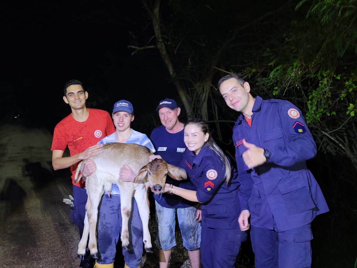 Bombeiros de Taquara resgatam bezerra recém nascida presa dentro do bueiro - Veja o vídeo