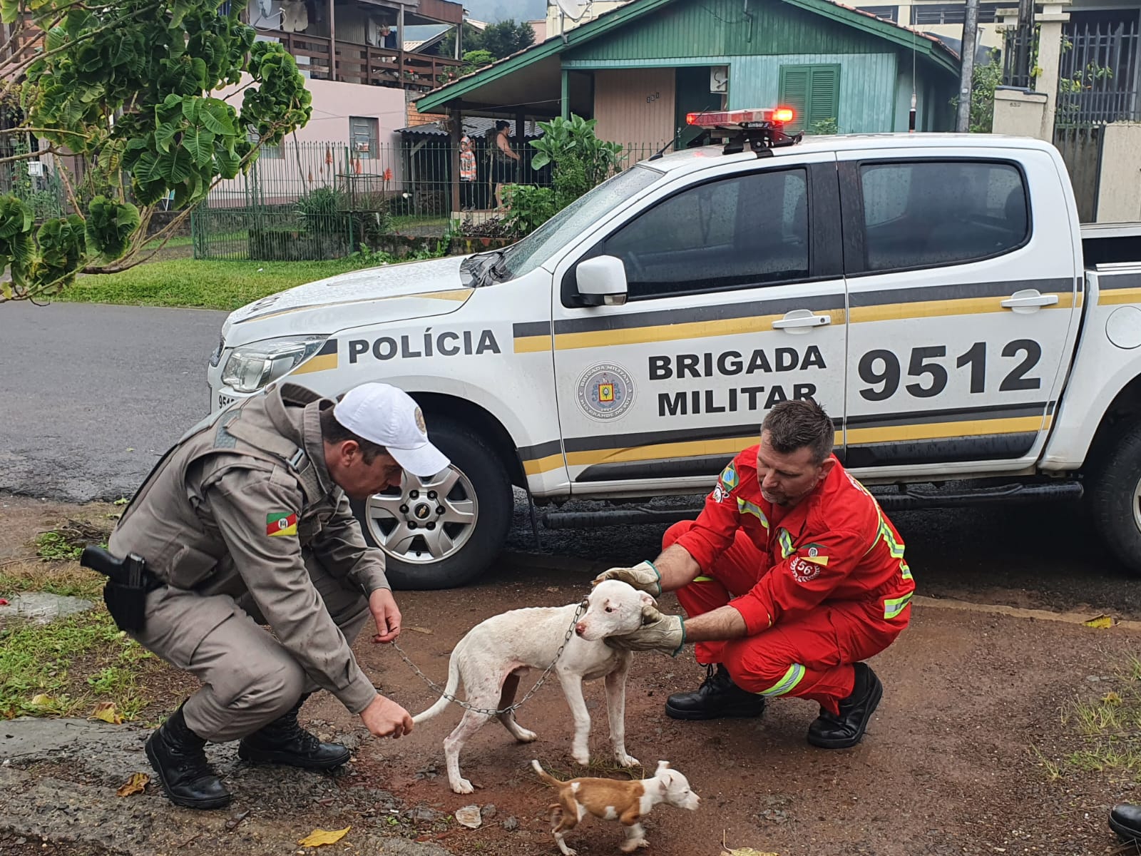 Mulher é presa por maus-tratos contra animais em Três Coroas