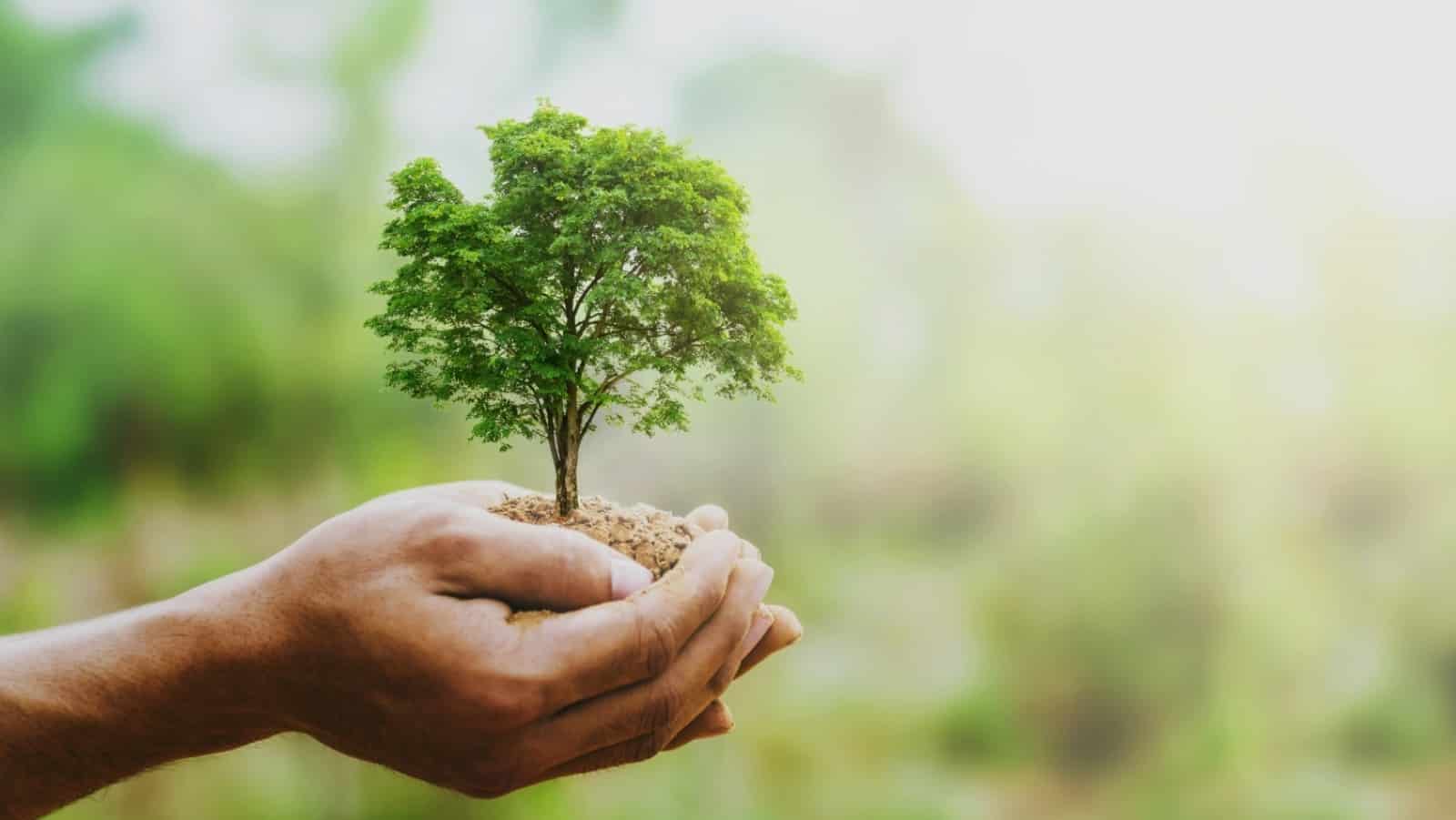 Taquara divulga programação da Quinzena do Meio Ambiente de 2022