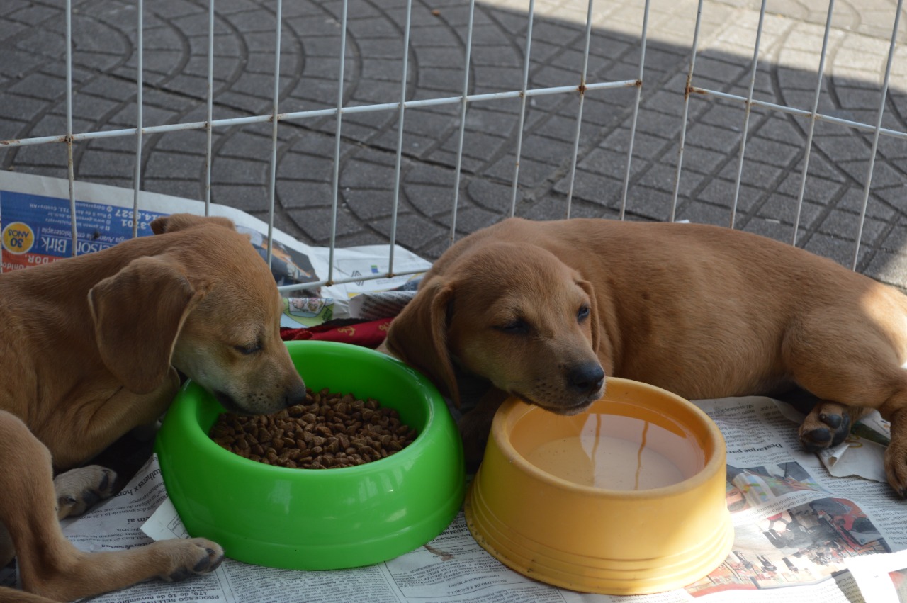 Taquara institui três meses de conscientização sobre a proteção animal