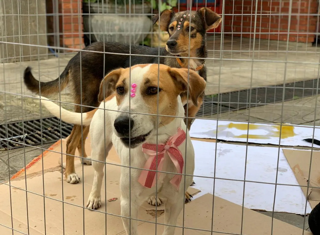 Secretaria de Meio Ambiente de Parobé realiza Sábado Ecolegal na Praça 1º de Maio