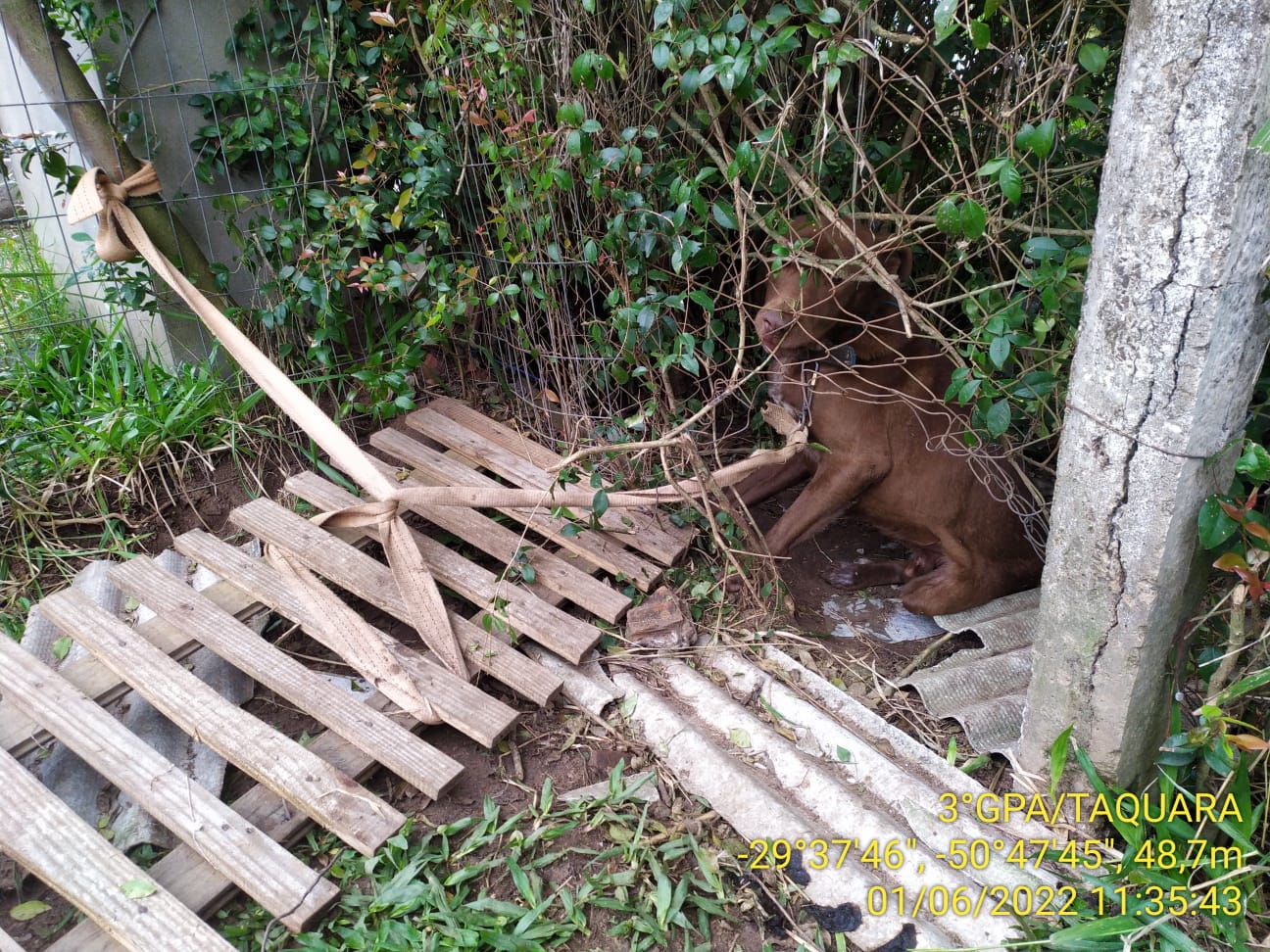 3º Batalhão Ambiental de Taquara resgata cachorro em situação de maus-tratos