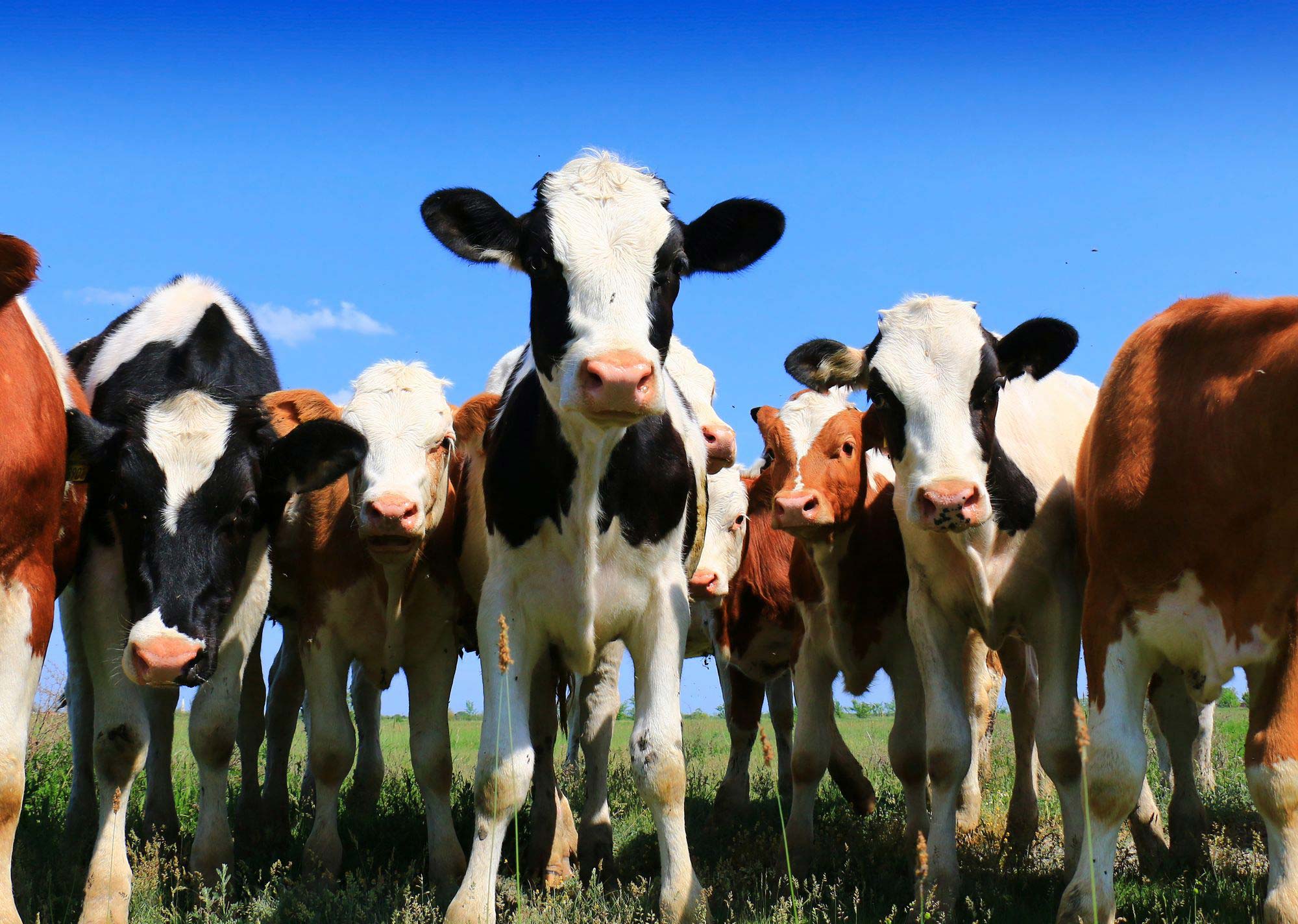 Secretaria de Desenvolvimento Rural de Parobé realiza seminário sobre sanidade animal nas propriedades rurais