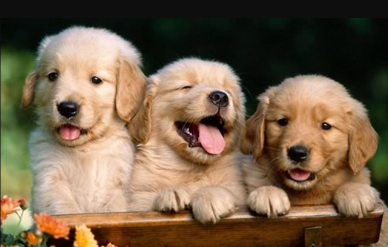 Prefeitura de Três Coroas informa castração de 1.120 cães resgatados das ruas em 11 meses