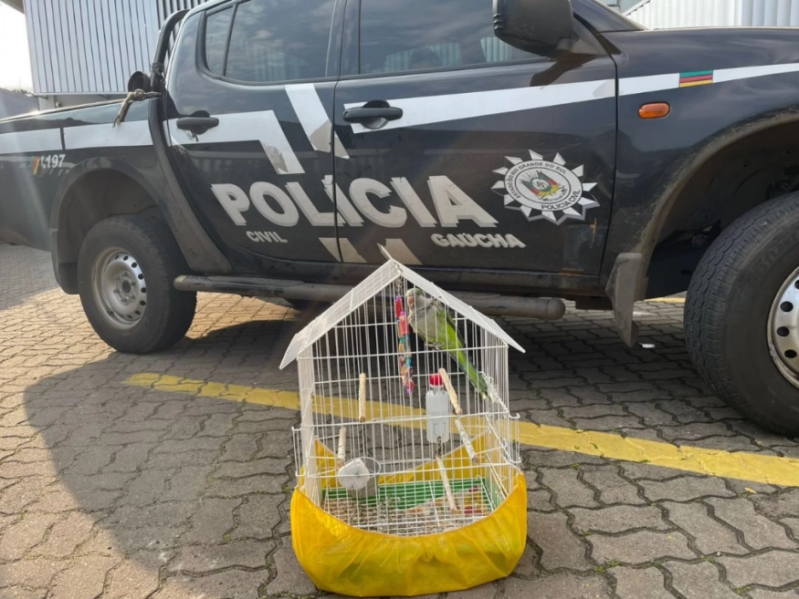 Operação da Polícia Civil contra venda de aves silvestres cumpre mandados em Parobé e outras oito cidades