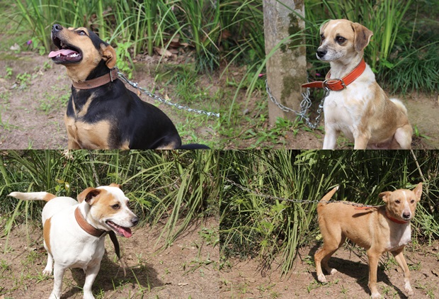Nova edição da Feira de Adoção de Cachorros de Parobé será realizada neste sábado (27)